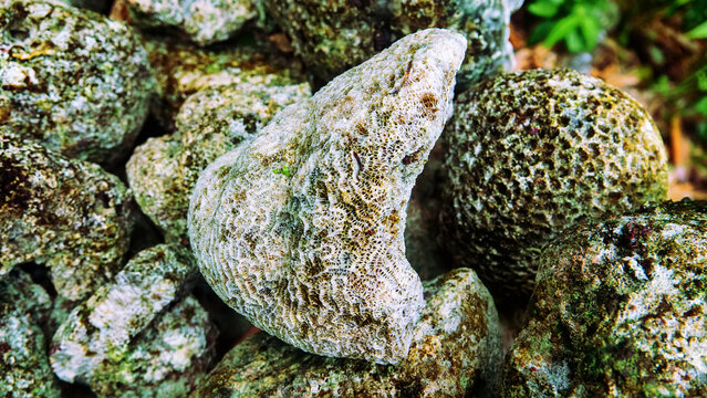 Volcanic tuff (igneous-rock froth, pumice-stone) and skeletons of sponges beach on the coast of Sulawesi. Dead Coral Beach