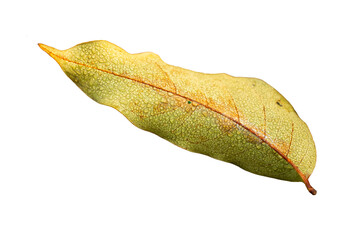 a single yellow autumn leaf with visible veins and texture © Pixel Prism