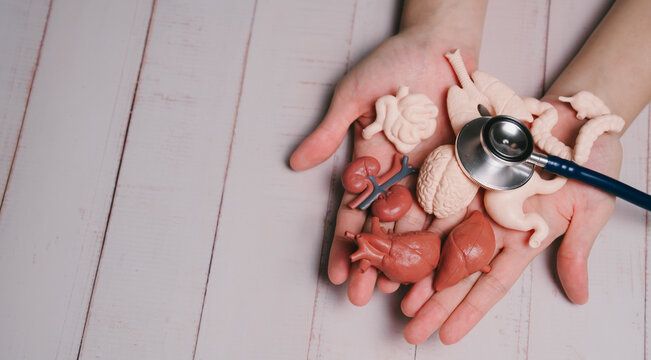 health checkup concept. Human hands holding plastic model of internal organs with stethoscope on wooden table, medical concept