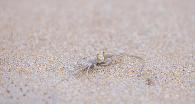 Ghost Crab (Ocypode sp.) or small hermit crab crawling on sandy beach surface.