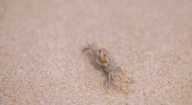 Ghost Crab (Ocypode sp.) or small hermit crab crawling on sandy beach surface.