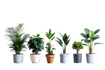 Obraz premium A horizontal row of various potted houseplants against a black background showcasing diversity
