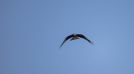 Obraz premium Black Kite (Milvus migrans) eagle bird flying in sky.