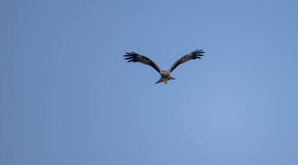 Obraz premium Black Kite (Milvus migrans) eagle bird flying in sky.