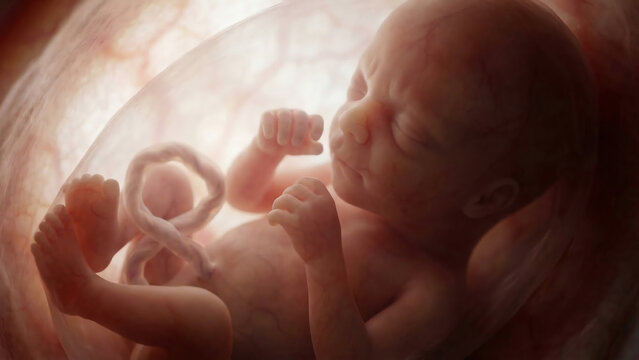 A developing fetus inside a mother's uterus