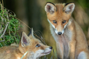 Obraz premium red fox cub