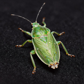 A green silhouette of a bug-like insect