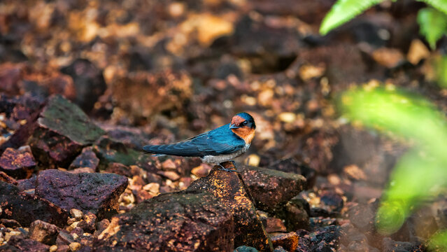 Hirundo javanica swallow. deep in the rainforest. Borneo Island