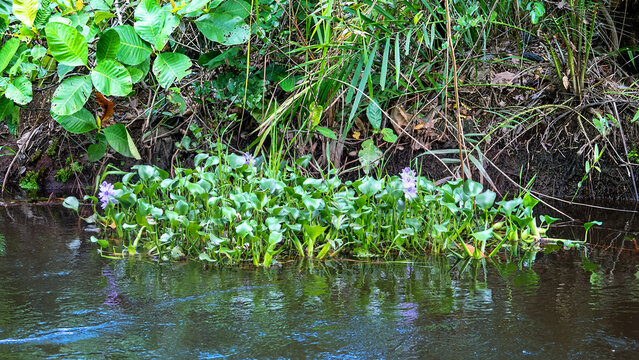 Water Hyacinths (Eichhornia crassipes) Floating plant, aquatic vegetation on river in jungle of Borneo. Water hyacinth, Green plague - vicious weed spread all over planet, but blooms beautifully