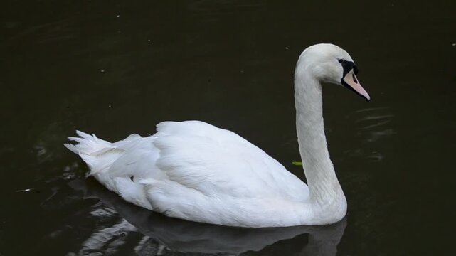 swan on the water