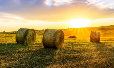 beautiful agricultural field in farmland during sunner sunset or sunrise with golden haystacks, green trees and scenic cloudy sunset on background of rusric landscape