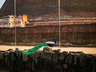Male Peacock with Vibrant Plumage in Green Garden