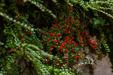 Close-up of bright red Cotoneaster berries in autumn. Ripe firethorn fruits on branches with green leaves, natural background, selective focus.