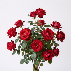 Naklejka premium Red rose shrub isolated on white background for landscaping or garden design