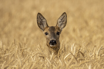 roe deer in the grass © pityke70