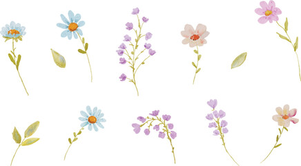 Hand painted watercolor cute small aster, cosmo and bluebell flower illustration © Hasnaart