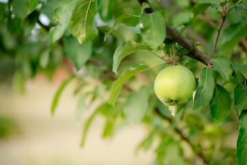 Obraz premium Green Apples on tree in garden Sunny day background, Green apples hanging from tree branch Natural view