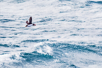 Lone Puffin Seabird on Choppy Ocean Waves With Copy Space