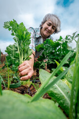 Woman farmer kneeling, smiling while pulling fresh celery from the soil. Emphasizing organic farming and sustainable agriculture