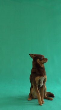 Blue and white American Staffordshire Terrier puppy wearing a purple collar in studio.