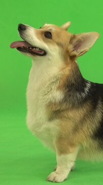dog on green screen
