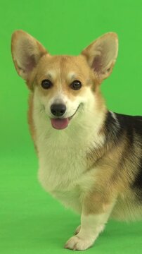 corgi looks on green screen