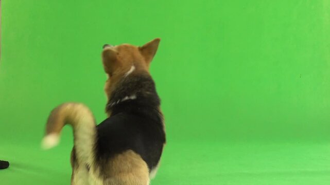 dog on green screen