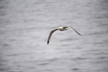 Herring Gull