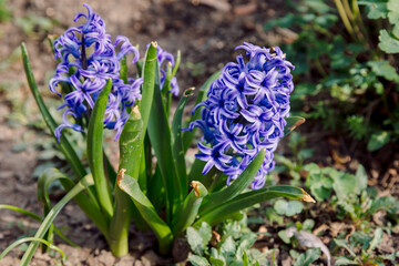 Obraz premium Hyacinth blossom in spring sunny garden. Fragrance flower close up