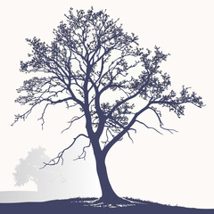 Fototapeta premium Silhouette of a lonely tree