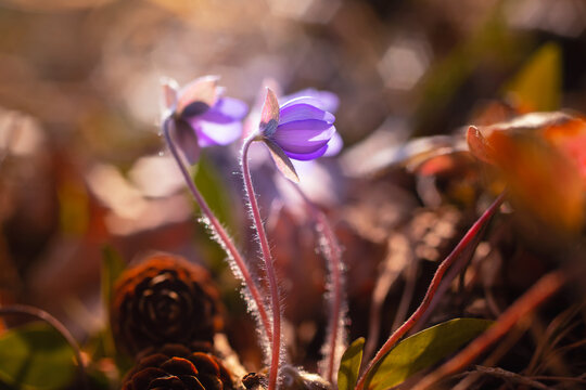 Purple hepatica flowers (Hepatica nobilis) in a spring forest, floral motif, background or wallpaper for your project