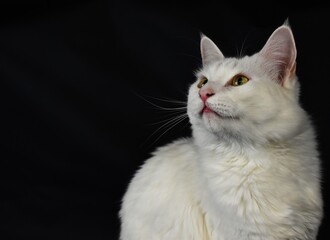 Obraz premium White cat looking upward against black background