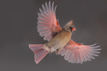 Male and Females Northern Cardinal in winter in intese cold