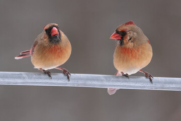 Male and Females Northern Cardinal in winter in intese cold