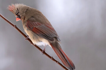Male and Females Northern Cardinal in winter in intese cold