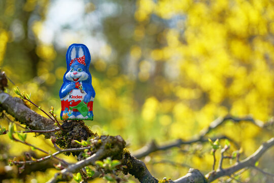 Easter and spring shine as a foil-wrapped Kinder chocolate bunny in front view sits among bright yellow blossoms, creating a vivid festive seasonal atmosphere.