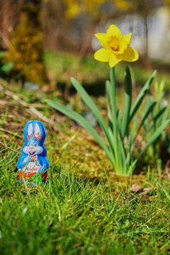 Easter and spring glow as a foil-wrapped Kinder chocolate bunny in front view stands beside a blooming daffodil on fresh grass, creating a joyful seasonal scene.