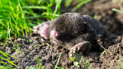 Obraz premium a blind mole crawled out of a hole into the light in a garden plot