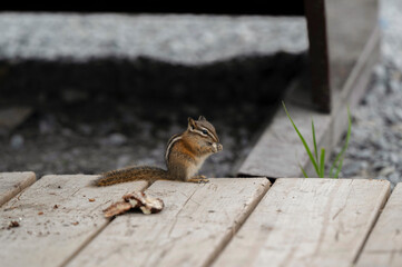 Chipmunk Eating on Wooden Surface