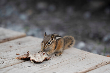 Chipmunk Eating on Wooden Surface