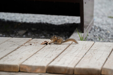 Chipmunk Eating on Wooden Surface