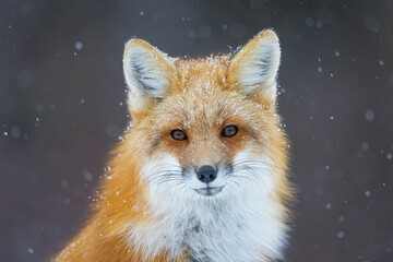 Fototapeta premium Red fox on a snowy day in Canada. 