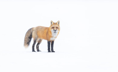 Obraz premium Red fox on a snowy day in Canada. 