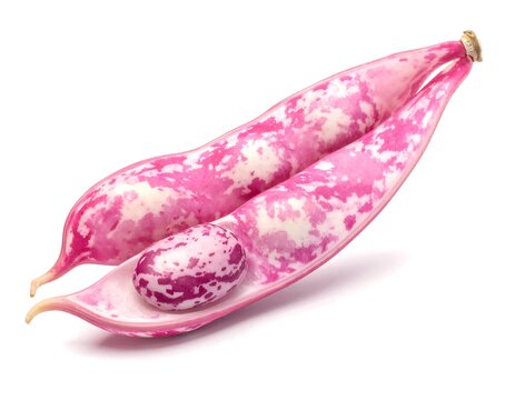 A close-up view of a pink and white speckled bean pod with one seed visible inside, presented against a white backdrop