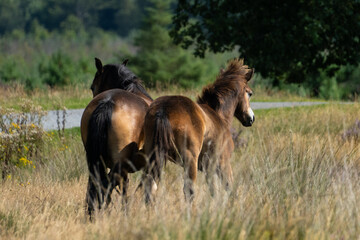 two horses in the field