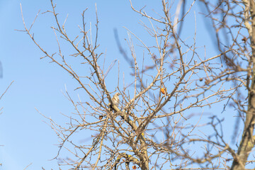 Obraz premium Bird perched on bare tree branches against blue sky. Natural wildlife photography in outdoor environment. Wild bird observation and ornithology concept for design and print.