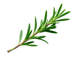 Obraz premium Fresh rosemary herb on a pure white surface, great for food, wellness, and decorative uses