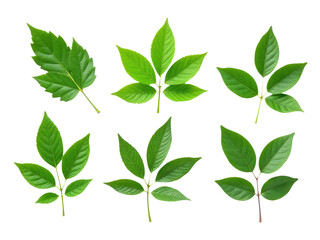 Fototapeta premium A group of green leaves sitting on a white surface