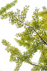 Fototapeta premium Ginkgo with green leaves, with white sky in the background
