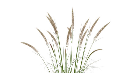 Obraz premium Tall grasses in natural setting